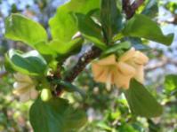 Coddia rudis