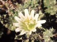 Codon royenii
