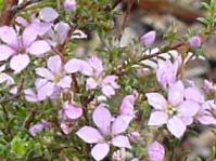 Coleonema aspalathoides