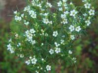 Bush in flower