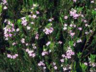 Bush in flower