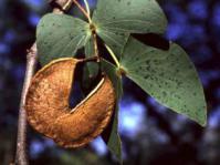Leaves and pods