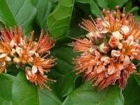 Combretum bracteosum