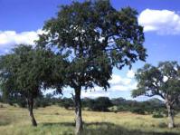 Combretum imberbe