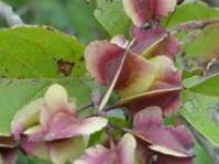 Fruit of Combretum kraussii:&copy;G.Nichols