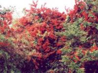 Combretum microphyllum