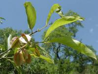 Combretum apiculatum subsp. apiculatum
