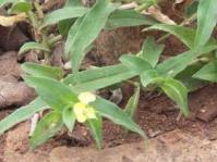 Commelina africana in flower