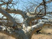 Commiphora species © G. Nichols