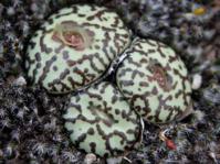 C.obcordellum subsp obcordellum
