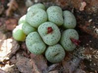 Conophytum truncatum