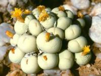 In flower in habitat