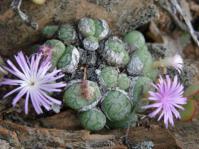 Plants in flower