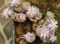 Flowering in autumn