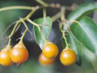 Cordia fruits