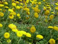 Cotula sericea