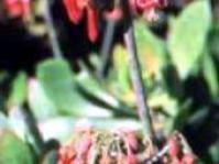 Cotyledon barbeyi