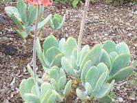 Cotyledon orbiculata