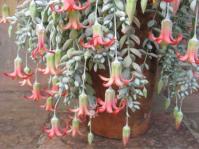 Cotyledon pendens