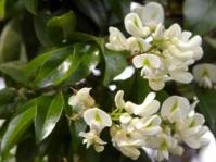 Craibia zimmermannii