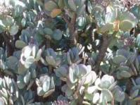 Crassula arborescens