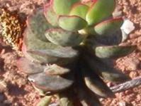 Crassula atropupurea