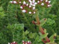 Flower heads