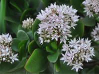 Crassula ovata 