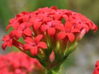 Crassula coccinea