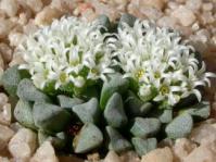 C. mesembrianthemopsis plants growing in quartzite soil