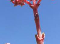 Crassula perfoliata var. minor in flower at Kirstenbosch NBG