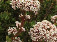 Plants of the Week | Page 84 | PlantZAfrica