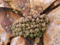 Crassula sericea var. sericea growing in its shady cliff face habitat on the Rosyntjiesberg, Richtersveld (Northern Cape)