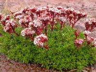 Crassula setulosa