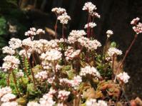 Crassula socialis