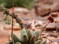 Crassula tecta with old inflorescence