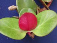 Crassula streyi