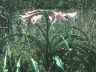 Crinum bulbispermum