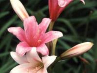 Crinum paludosum