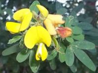 Crotalaria natalitia var. natalitia flowers
