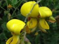 Flowers. Photo copyright Geoff Nichols