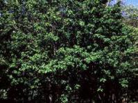 Croton sylvaticus tree. Photo G. Nichols