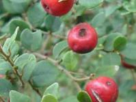 Cryptocarya wyliei. Image © G. Nichols 