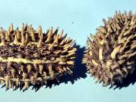 Fruits
