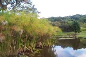 Cyperus papyrus