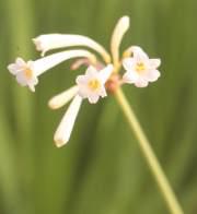 Cyrtanthus mackenii var. mackenii