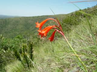 Flowering in habitat. Image copyright Cameron MacMaster