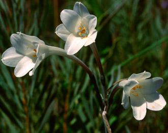 Cyrtanthus leucanthus