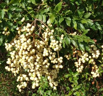 Deinbollia oblongifolia in fruit (Geoff Nichols)