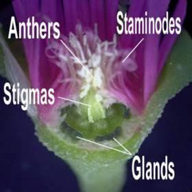 Cross section of flower